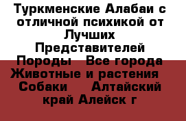 Туркменские Алабаи с отличной психикой от Лучших Представителей Породы - Все города Животные и растения » Собаки   . Алтайский край,Алейск г.